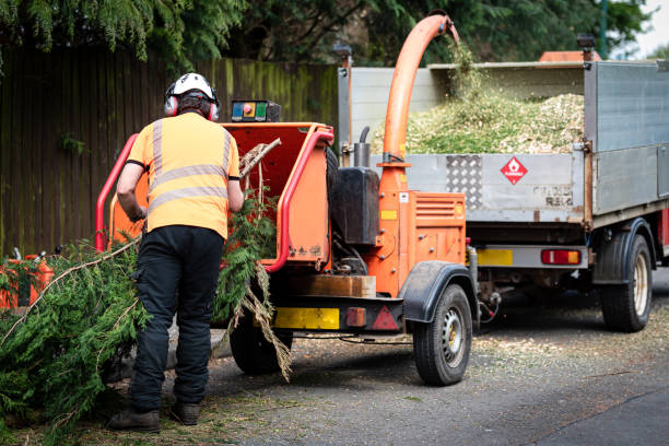 Tree Removal for Businesses